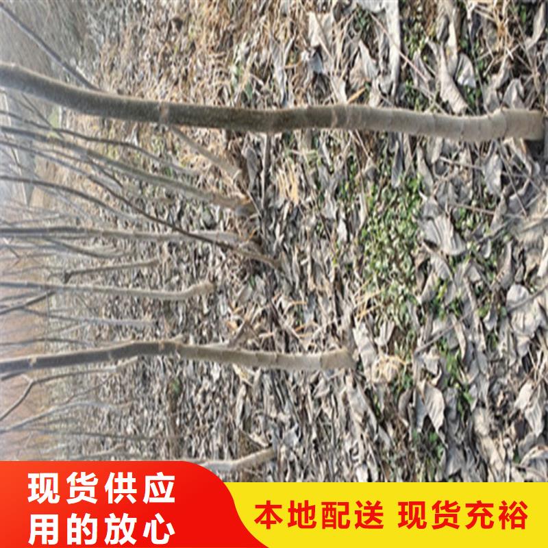 核桃苗香椿树苗严格把关质量放心本地厂家