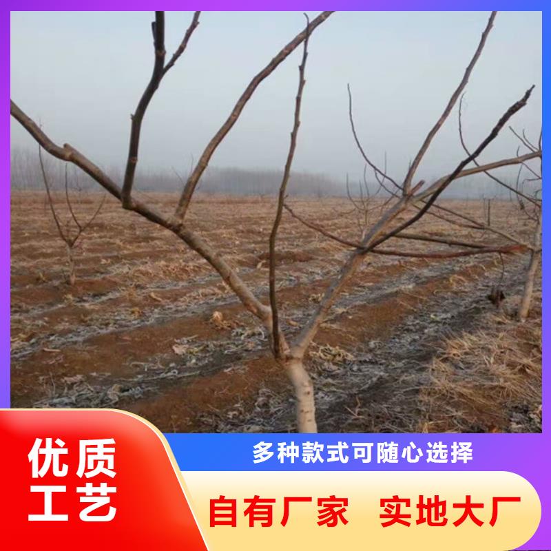 核桃苗甜柿子树苗大库存无缺货危机质量优价格低