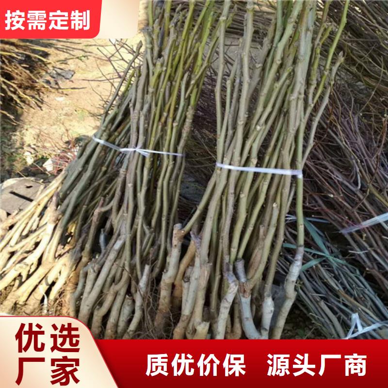 核桃苗黑珍珠草莓苗一站式采购当地经销商