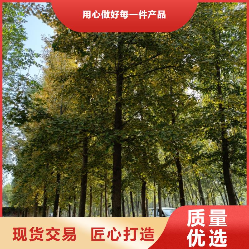 法桐金叶白蜡货源直销同城品牌