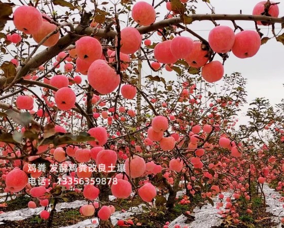 赤城崇礼张北鸡粪成色上乘