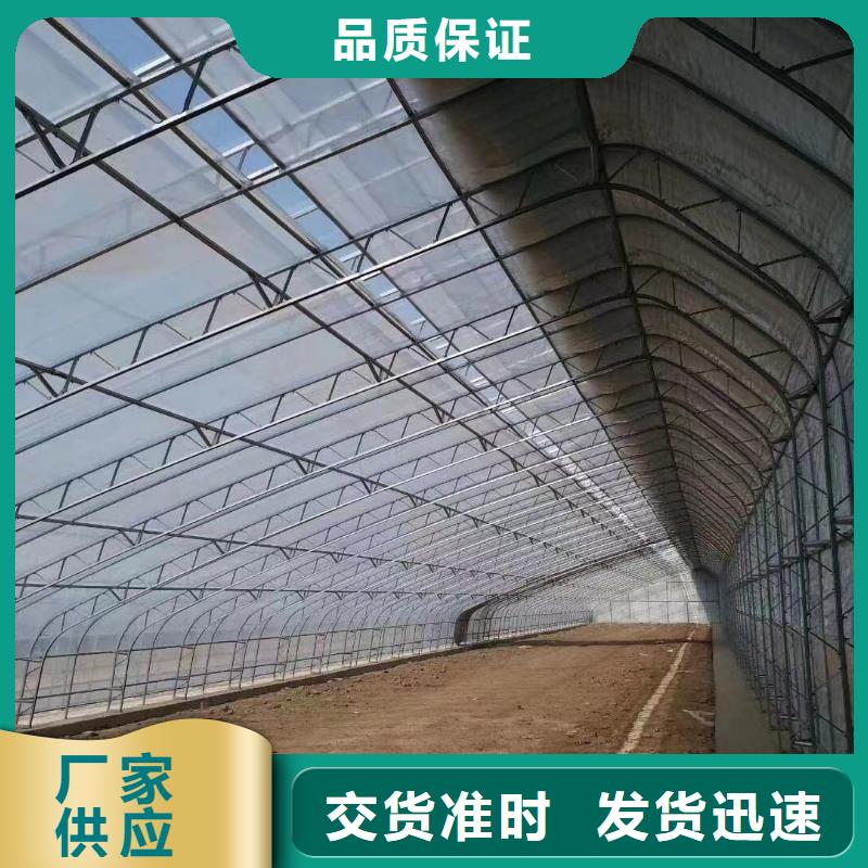 暖棚蓝莓生产同城供应商