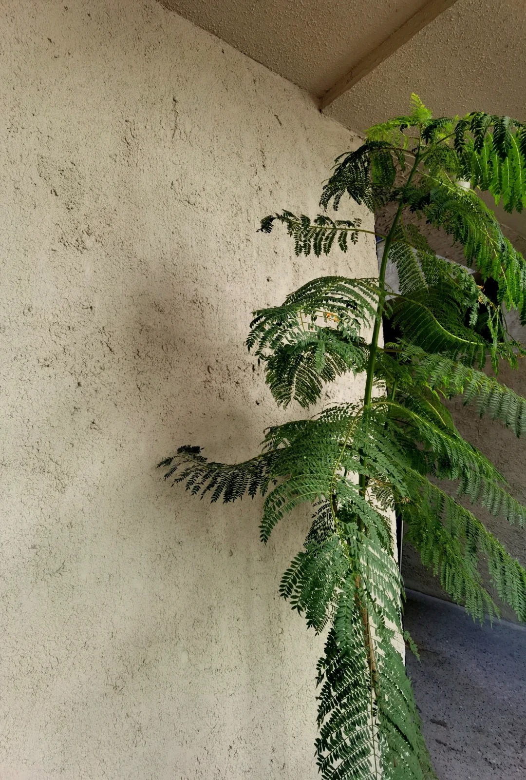 稻草漆泥巴墙漆精工细作品质优良