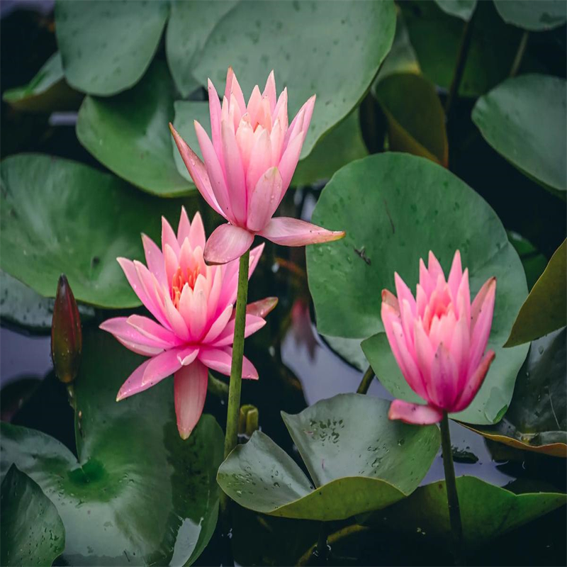 藕苗生产厂家_规格齐全