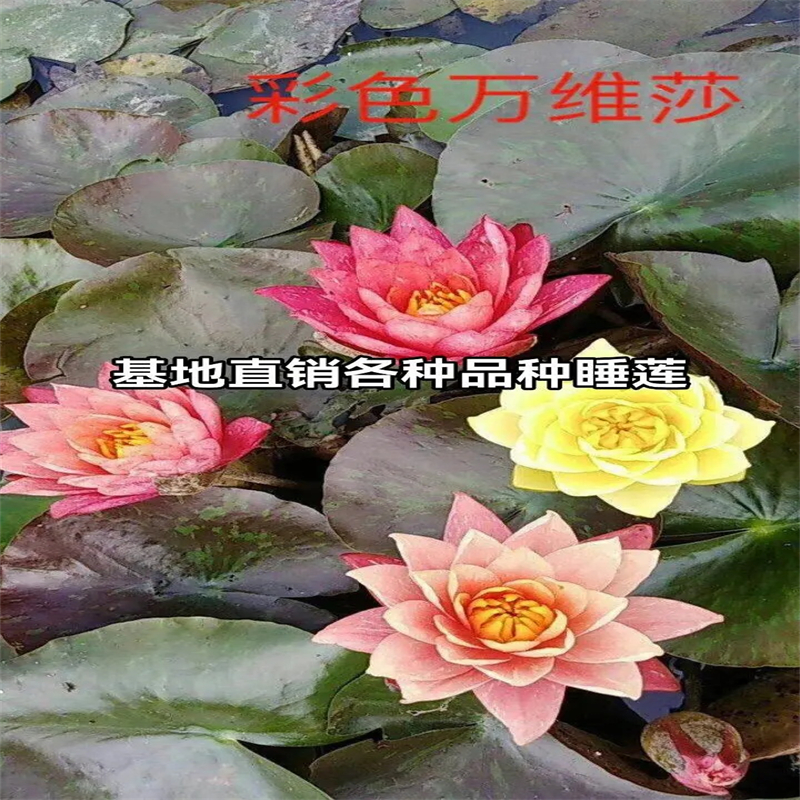 深水荷花苗产品规格介绍