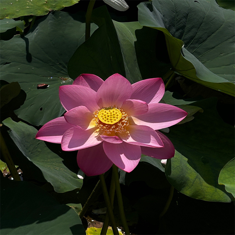 精品荷花_精益求精