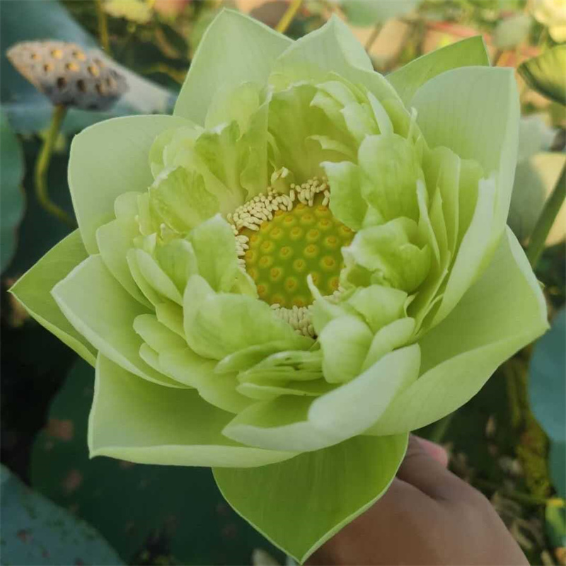 销售大型荷花_生产厂家