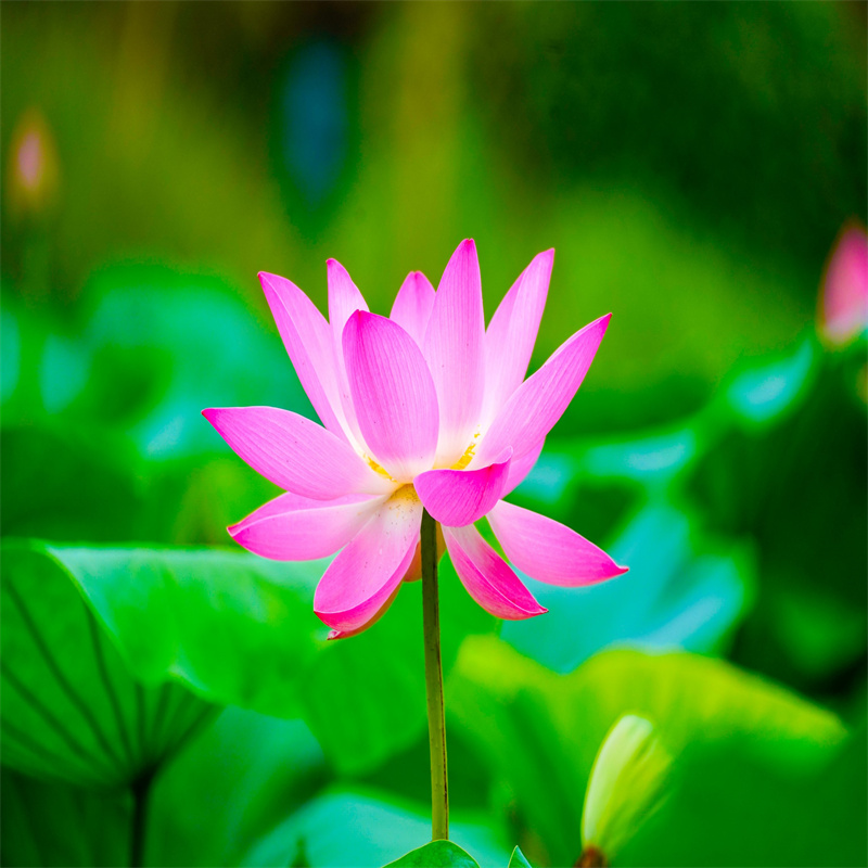 深水荷花苗-老客户喜爱