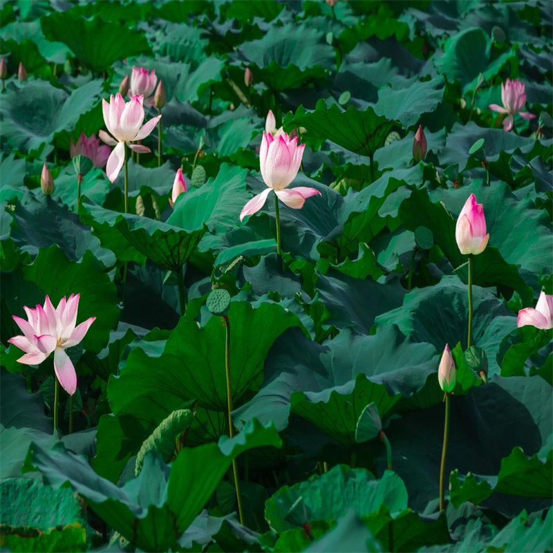大型荷花优选厂家