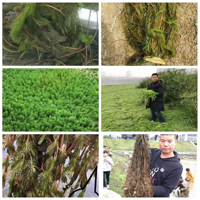 信誉好的穗花狐尾藻厂家_质量保证