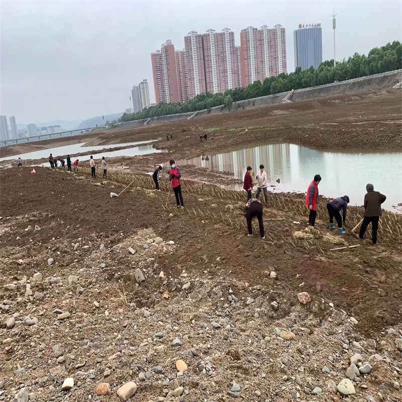 芦苇苗芦苇根茎实力厂家