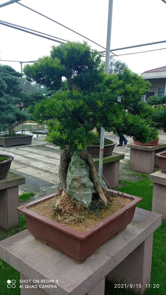 淤泥固化剂土壤固化淤泥软基固化土点击