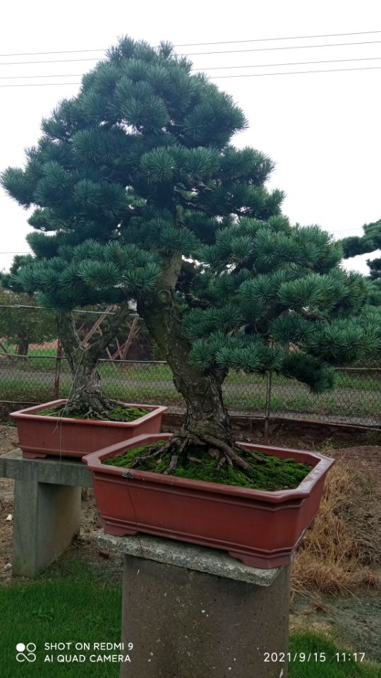 土壤稳定剂土壤固化土筑路生产厂家