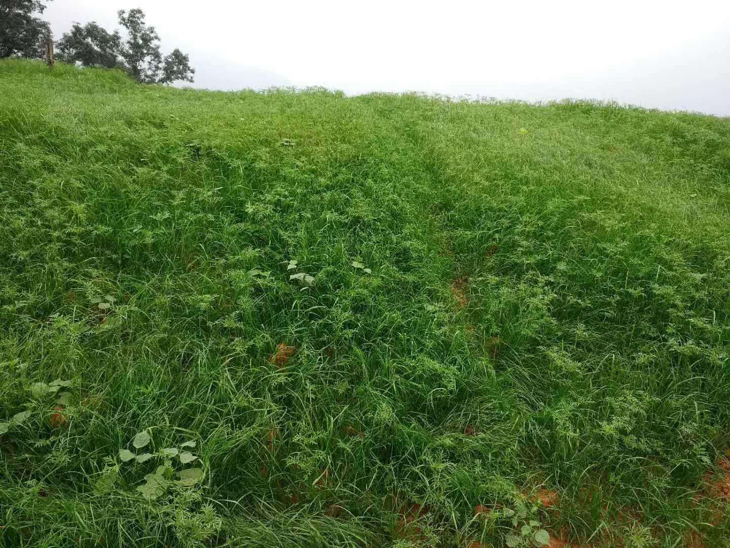 247千瓦客土种草喷浆机双液喷播机